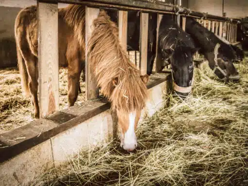 Pony auf dem Erlebnisbauernhof